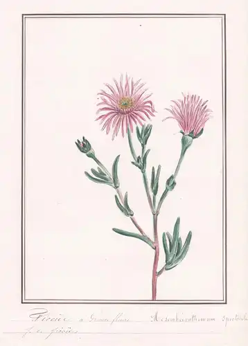 Ficoide a grandes fleurs - Mesembrianthemum spectabile - Mesembryanthemum / Botanik botany / Blume flower / Pf