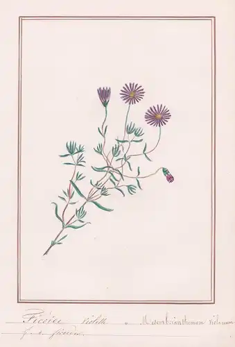 Ficoide violette = Mesembrianthemum violaceum - Mesembryanthemum / Botanik botany / Blume flower / Pflanze pla