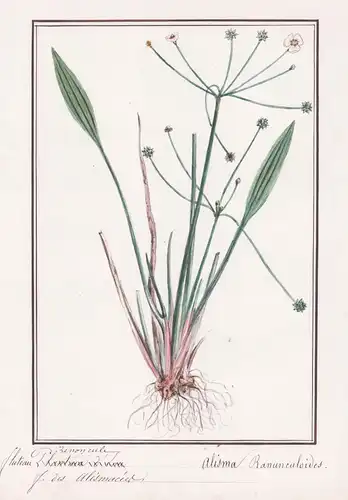 Fluteau renoncule - Alisma ranunculoides - Botanik botany / Blume flower / Pflanze plant