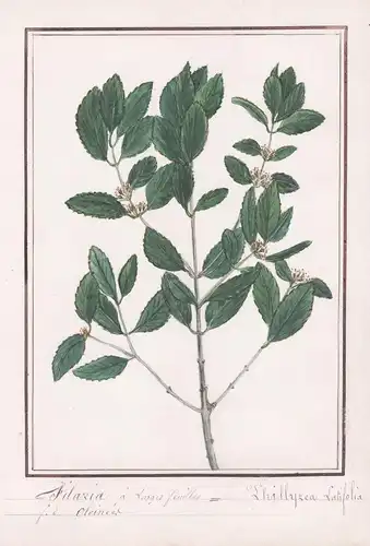 Ficoide a Larges feuilles = Mesembrianthemum latifolia - Mesembryanthemum / Botanik botany / Blume flower / Pf