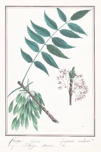 Frene Commun = Fraxinus Excelsior - Gemeine Esche common ash / Botanik botany / Blume flower / Pflanze plant