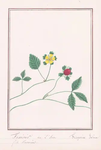 Fraisier de l'inde - Fragaria indica - Erdbeere Scheinerdbeere / Botanik botany / Blume flower / Pflanze plant