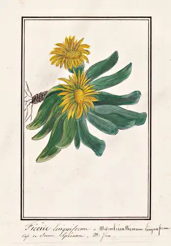 Ficoide Linguiforme = Mesembrianthemum Linguaeforme - Mesembryanthemum Linguiforme / Botanik botany / Blume fl