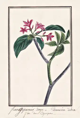 Frangipanier Rouge / Plumeria Rubra - Rote Frangipani red-jasmine / Botanik botany / Blume flower / Pflanze pl