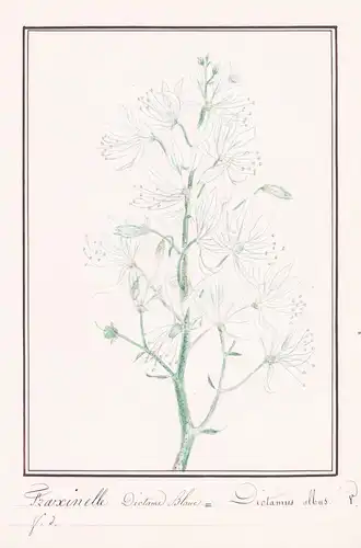 Fraxinelle Dictame blance = Dictamus albus - Diptam / Botanik botany / Blume flower / Pflanze plant
