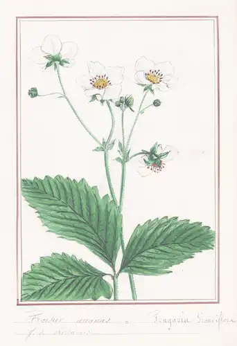 Fraisier ananas - Fragaria grandiflora - Erdbeere / Botanik botany / Blume flower / Pflanze plant