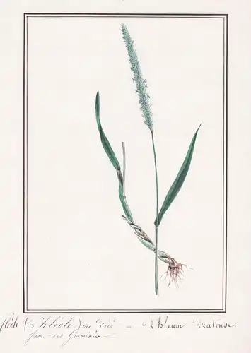 Fleole (Phleole) des pres = Phleum pratense - Lieschgras Gras / Botanik botany / Blume flower / Pflanze plant