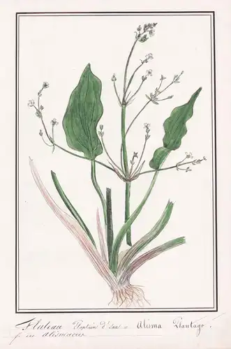 Fluteau plantain d'eau = Alisma plantago - Froschlöffel / Botanik botany / Blume flower / Pflanze plant