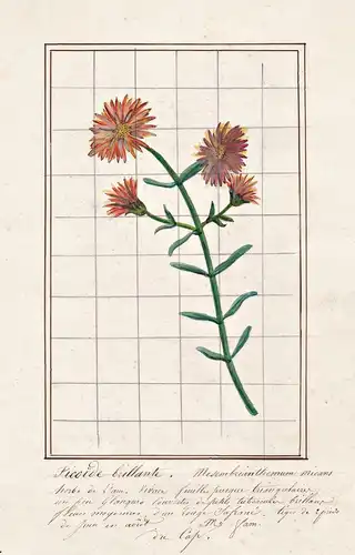 Ficoide brillante = Mesembrianthemum micans - Mittagsblume midday flower / Botanik botany / Blume flower / Pfl