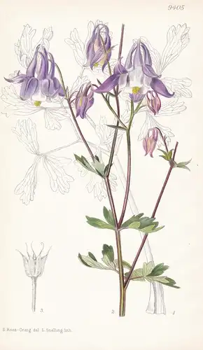 Aquilegia Grata. Tab 9405 - Balkan Peninsula Balkanhalbinsel / Pflanze Planzen plant plants / flower flowers B