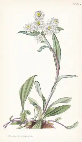 Anaphalis Triplinervis var. Intermedia. Tab 9396 - Himalaya China / Pflanze Planzen plant plants / flower flow