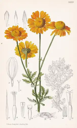 Anthemis Sancti-Johannis. Tab 9339 - Bulgaria Bulgarien / Pflanze Planzen plant plants / flower flowers Blume