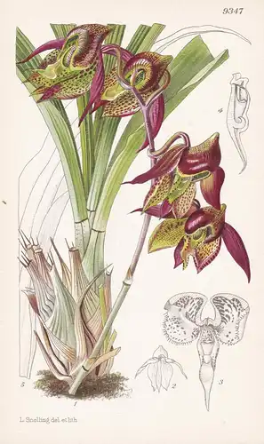 Catasetum Maculatum. Tab 9347 - Orchidee orchid / America Amerika / Pflanze Planzen plant plants / flower flow