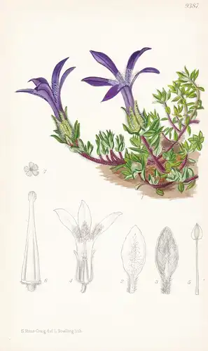 Cyananthus Longiflorus. Tab 9387 - China / Pflanze Planzen plant plants / flower flowers Blume Blumen / botani