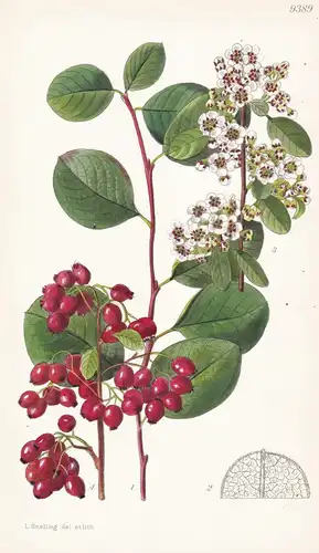 Cotoneaster Hebephylla var. Monopyrena. Tab 9389 - China / Pflanze Planzen plant plants / flower flowers Blume