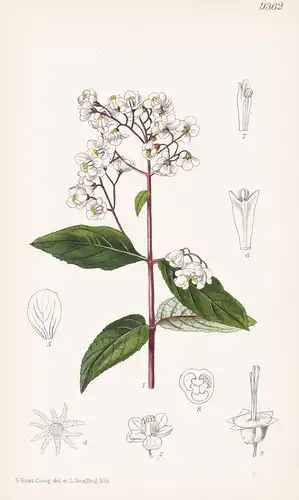 Deutzia Rubens. Tab 9362 - China / Pflanze Planzen plant plants / flower flowers Blume Blumen / botanical Bota