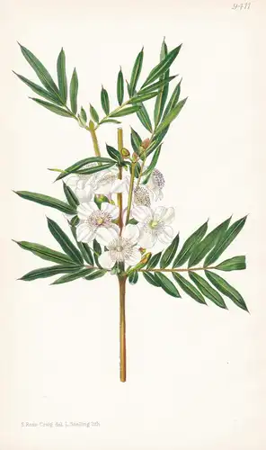 Eucryphia Moorei. Tab 9411 - Australia Australien / Pflanze Planzen plant plants / flower flowers Blume Blumen