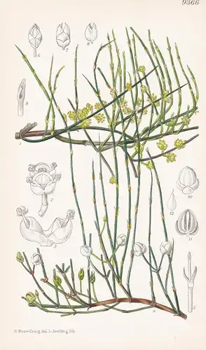 Ephedra Viridis. Tab 9366 - America Amerika / Pflanze Planzen plant plants / flower flowers Blume Blumen / bot