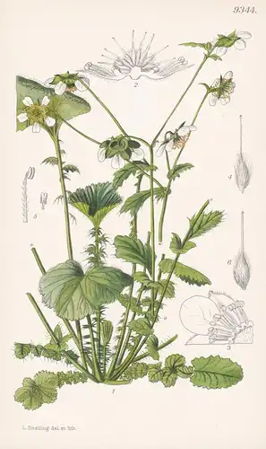 Geum Versipatella. Tab 9344 - Nepal / Pflanze Planzen plant plants / flower flowers Blume Blumen / botanical B
