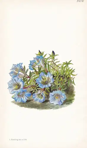 Gentiana Ornata. Tab 9416 - Himalaya / Pflanze Planzen plant plants / flower flowers Blume Blumen / botanical