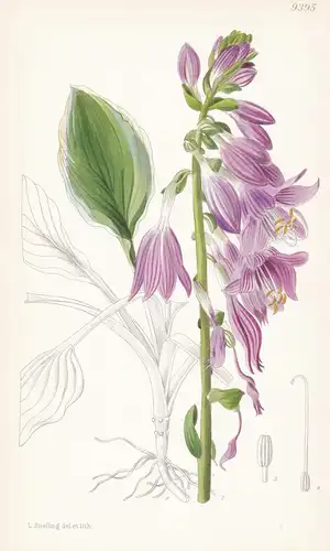 Hosta Decorata f. Marginata. Tab 9395 - Japan / Pflanze Planzen plant plants / flower flowers Blume Blumen / b