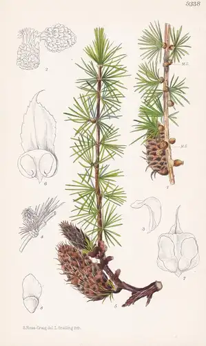 Larix Potanini. Tab 9338 - China / Pflanze Planzen plant plants / flower flowers Blume Blumen / botanical Bota