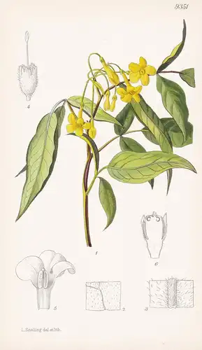 Jasminum Farreri. Tab 9351 - Myanmar / Pflanze Planzen plant plants / flower flowers Blume Blumen / botanical