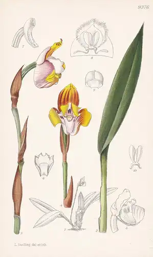 Maxillaria Fucata. Tab 9376 - Orchidee orchid / South America Südamerika / Pflanze Planzen plant plants / flow