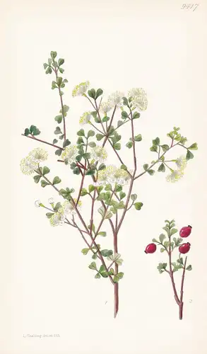 Myrtus Obcordata. Tab 9417 - New Zealand Neuseeland / Pflanze Planzen plant plants / flower flowers Blume Blum