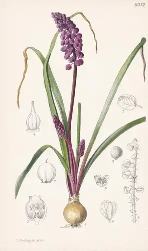 Muscari Cynaeo-Violaceum. Tab 9372 - Bulgaria Bulgarien / Pflanze Planzen plant plants / flower flowers Blume