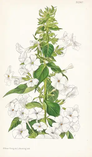 Phlox Maculata X P. Paniculata. Tab 9390 - Pflanze Planzen plant plants / flower flowers Blume Blumen / botani