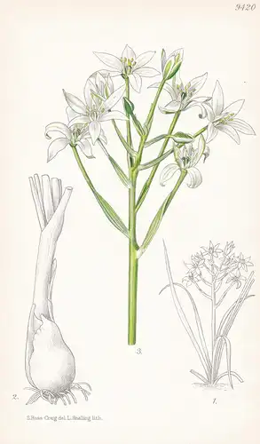 Ornithogalum Montanum var. Platyphyllum. Tab 9420 - Orient / Pflanze Planzen plant plants / flower flowers Blu