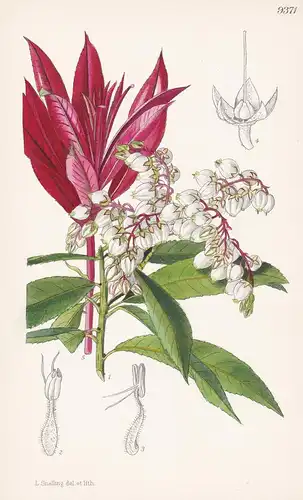 Pieris Formosa var. Forrestii. Tab 9371 - Himalaya / Pflanze Planzen plant plants / flower flowers Blume Blume