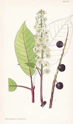 Prunus Cornuta. Tab 9423 - Himalaya / Pflanze Planzen plant plants / flower flowers Blume Blumen / botanical B