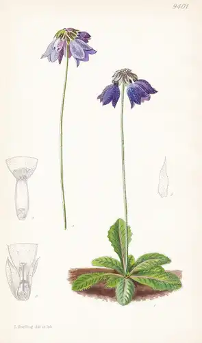 Primula Wollastonii. Tab 9401 - Nepal China / Pflanze Planzen plant plants / flower flowers Blume Blumen / bot