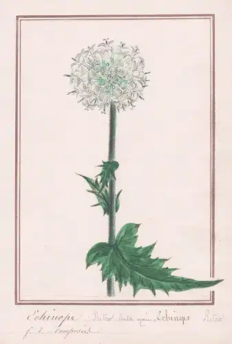 Echinope - Echinops - Kugeldisteln Disteln / Botanik botany / Blume flower / Pflanze plant