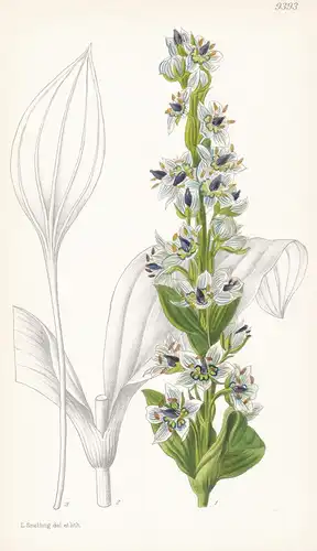 Swertia Perfoliata. Tab 9393 - Himalaya / Pflanze Planzen plant plants / flower flowers Blume Blumen / botanic