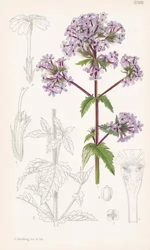 Verbena Corymbosa. Tab 9361 - Chile / Pflanze Planzen plant plants / flower flowers Blume Blumen / botanical B