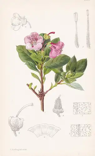 Rhododendron Charitopes. Tab 9358 - China Myanmar / Pflanze Planzen plant plants / flower flowers Blume Blumen