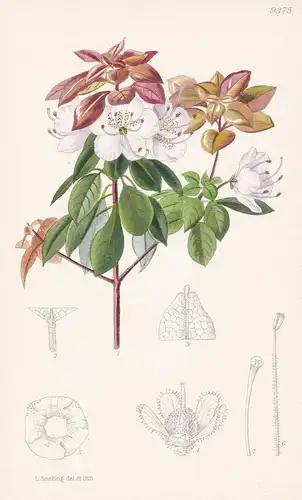 Rhododendron Bachii. Tab 9375 - China / Pflanze Planzen plant plants / flower flowers Blume Blumen / botanical
