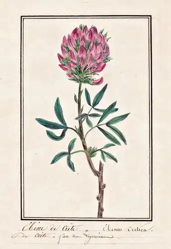 Ebene de Crete = Ebenus Cretica - Kretische Ebenholzstrauch Cretan ebony / Botanik botany / Blume flower / Pfl