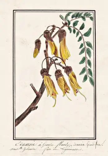 Edwarsie a Grandes Fleurs = Edwarsia Grandiflora - Japanischer Schnurbaum Japanese pagoda tree / Botanik botan