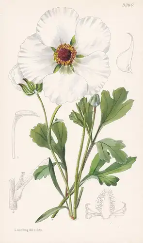 Ranunculus Asiaticus var. Albiflorus. Tab 9380 - Mediterranean Region Mittelmeerraum / Pflanze Planzen plant p