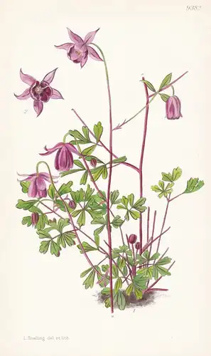 Semiaquilegia Ecalcarata. Tab 9382 - China / Pflanze Planzen plant plants / flower flowers Blume Blumen / bota