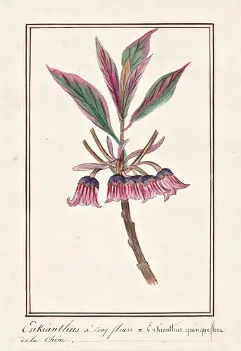 Enkianthus a cinq fleurs = Enkianthus quinqueflora - Prachtglocke Magnificent bell / Botanik botany / Blume fl