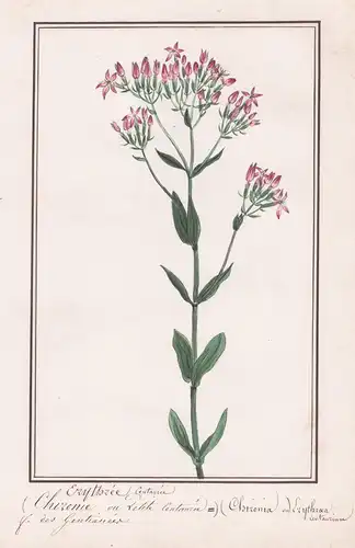 Chizonie ou petit centauree, Erythree centauree = Chizonia - Erythroea centaurium - Botanik botany / Blume flo