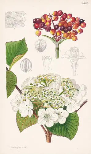 Viburnum Alnifolium. Tab 9373 - North America Nordamerika / Pflanze Planzen plant plants / flower flowers Blum