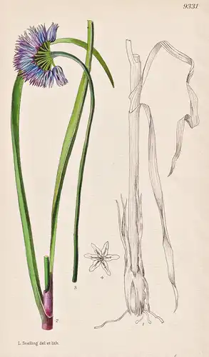 Allium Beesianum. Tab 9331 - China / Pflanze Planzen plant plants / flower flowers Blume Blumen / botanical Bo