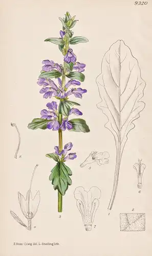 Ajuga Grandiflora. Tab 9320 - Australia Australien / Pflanze Planzen plant plants / flower flowers Blume Blume