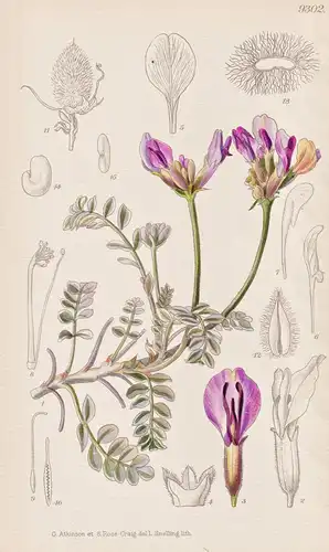 Astragalus Utahensis. Tab 9302 - North America Nordamerika / Pflanze Planzen plant plants / flower flowers Blu